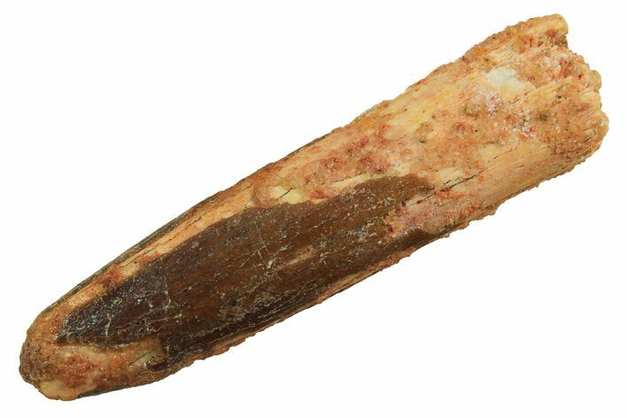 Fossil Sauropod Dinosaur (Titanosaur) Tooth - Morocco #298684